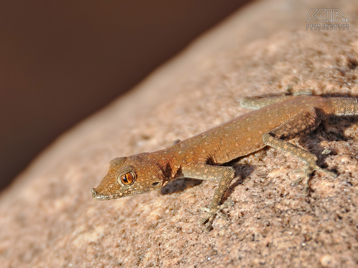 Twyfelfontein - Namibische dag gekko (Namib Day Gecko/Rhoptropus afer) Stefan Cruysberghs